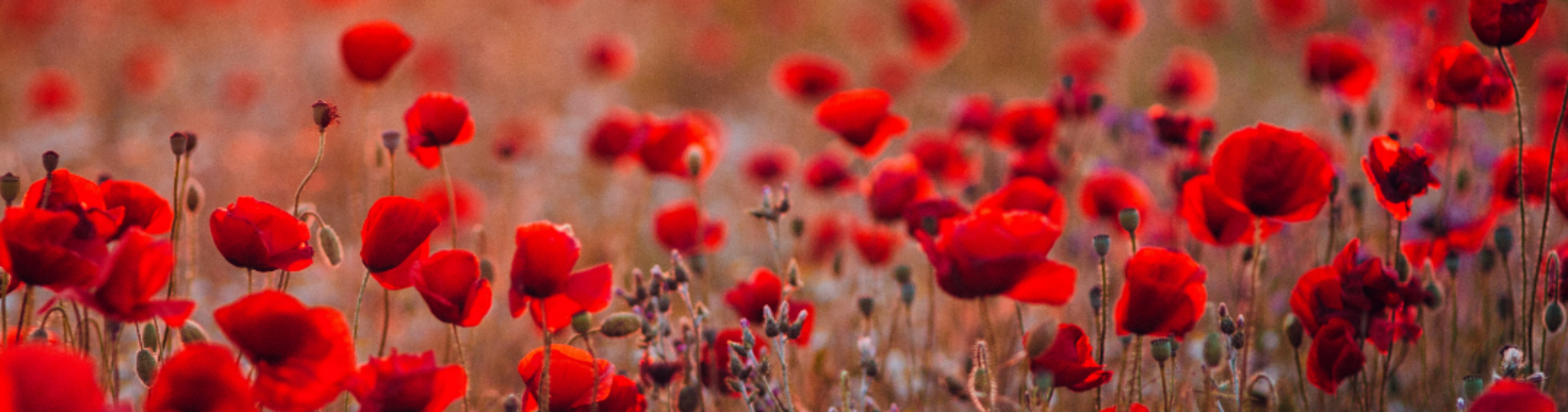 ANZAC Day Web Article Banner.png